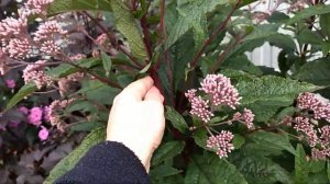 Посконник! Удивительное растение!