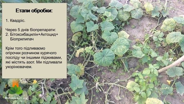 Як врятувати огірки від пожовтіння? Чим обробити, щоб отримати гарний урожай. Перевірено!!!