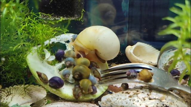 Санкт-Петербург На продажу разноцветные улитки Ампулярии ?Вырастают до 10 см.