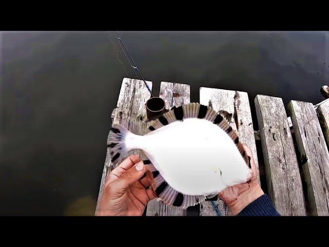 за 5 минут 3 камбалы и 3 краснопёрки на БЛЕСНУ из реки. НЕ ДУМАЛ ЧТО ОНИ ЗАХОДЯТ В РЕКИ! смотреть онлайн