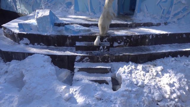 Герда с медвежатами. Медведи ждут обед. 24.03.2023 смотреть онлайн