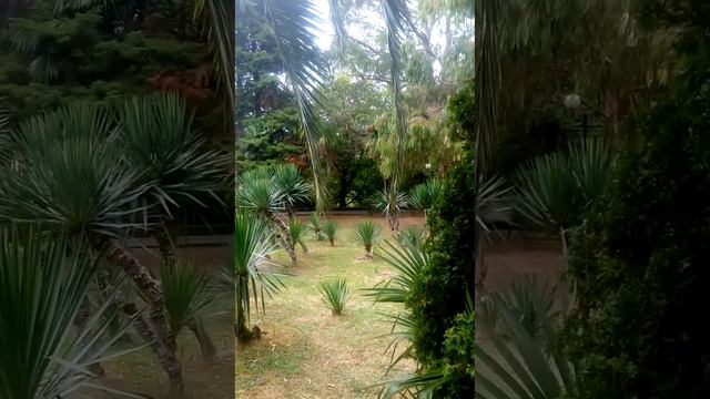 Сочинские пальмовые белки. Будьте с ними осторожны. Пальмы, красота, субтропик смотреть онлайн