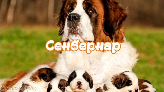 ➤ Самые преданные породы собак ➤ Преданность собаки ➤ Топ самых преданных: животных смотреть онлайн
