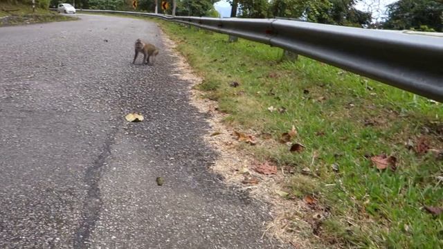 Обезьяны в джунглях Азии, кормим обезьян у дороги, природа Азии смотреть онлайн