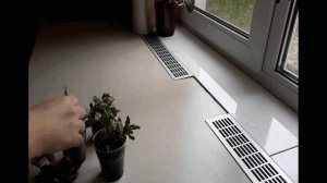 Черенкование Виолы(Анютины глазки)/Черенкование Анютиных глазок