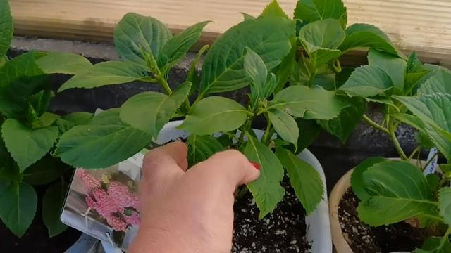 Гортензия с почти чёрными цветами- уникальный сорт и еще много новинок в моей коллекции смотреть онлайн