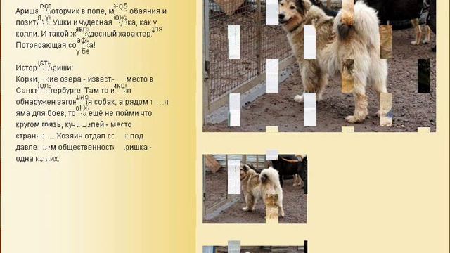 ПРИЮТ ДЛЯ СОБАК 