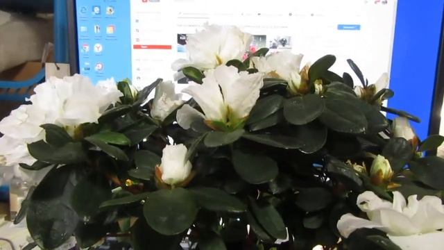 Какие условия нужны Азалии комнатной? Как я поливаю Азалию