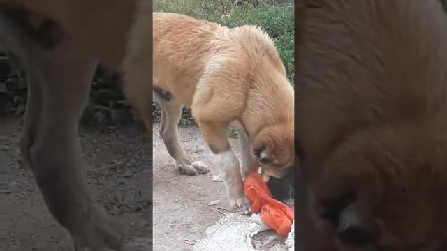 Помесь алабай и испанский мастиф смотреть онлайн