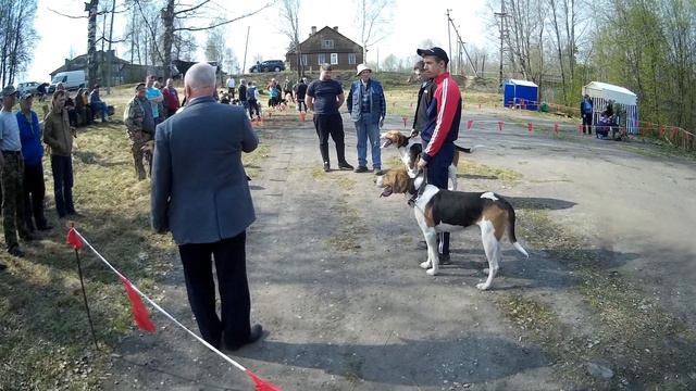 Выставка охотничьих собак в Новгородской обл смотреть онлайн