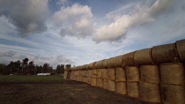 Большая Соломенная Стена для герефордов