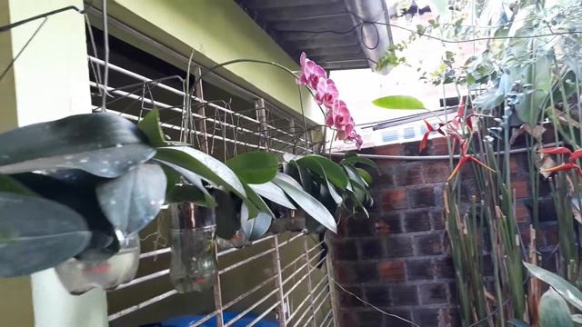 Minhas orquídeas phalaenopsis lindas em Pet com reservatório . смотреть онлайн