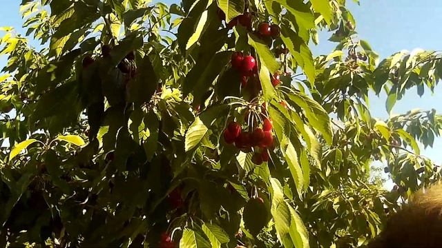 Урожай черешни, борьба с птицами и кто нам помогает. смотреть онлайн