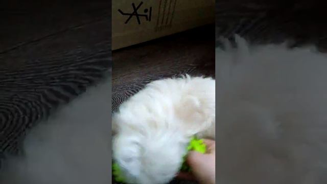 Мальтипу играет смотреть онлайн