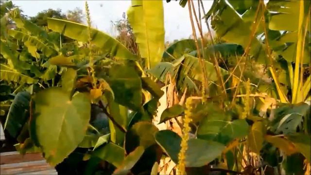 ต้นเลือดมังกร หรือ Dragon blood (Croton lechleri) ออกดอกแล้วที่บ้านเรา смотреть онлайн