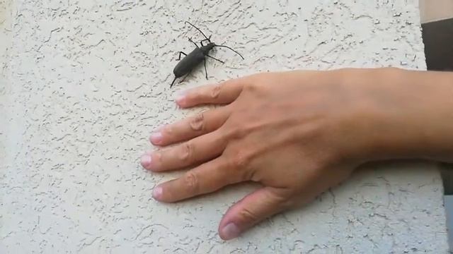 Это самый большой жук которого я когда либо видел смотреть онлайн