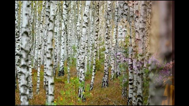 В альбом. Евгений Баратынский. смотреть онлайн