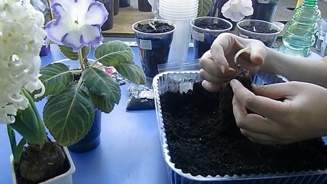 ?Переросшие клубни глоксиний, посадка !!! Сильно длинные ростки ?How to grow gloxinia part №13 смотреть онлайн
