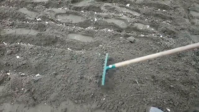 Посадка чеснока на зиму. смотреть онлайн