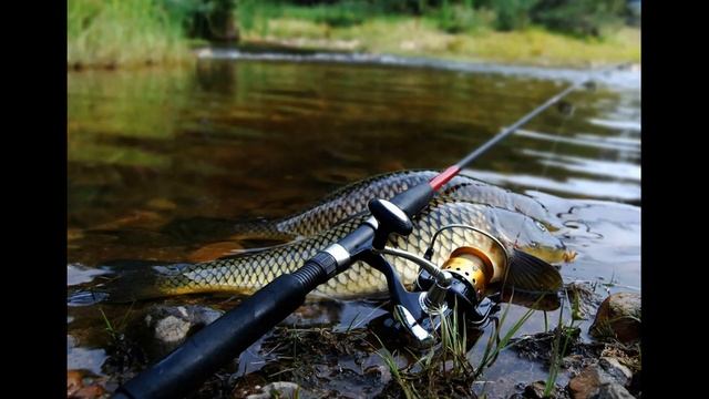 Ловля карпа весной, тактика и техника ловли. смотреть онлайн
