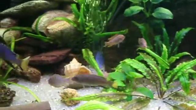 Йодотрофеусы смотреть онлайн