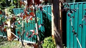 Обрезка лещины (орешника, фундука). Формируем красивый компактный куст.