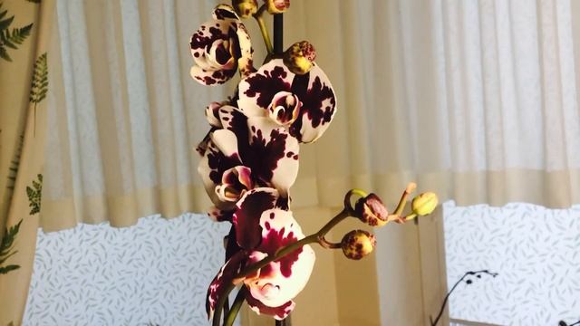 ORCHID "BLACK MAGIC" . ЧЁРНАЯ МАГИЯ . ОБЗОР НОВОЙ ШИКАРНОЙ ОРХИДЕИ. смотреть онлайн
