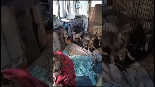 История спасения брошенной бывшедомашней собаки и ее щенков. смотреть онлайн