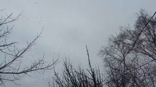 Свиристели на дачах, детский санаторий 