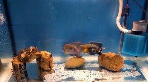 Акара бирюзовая. Содержание. Разведение.