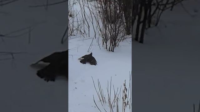 Ястреб напал на голубя