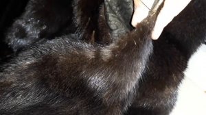 Скрываем потертости на шубе! Бесплатно в домашних условиях!