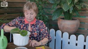 Глоксиния ➡ Как ухаживать, поливать и удобрять? Результат эксперимента