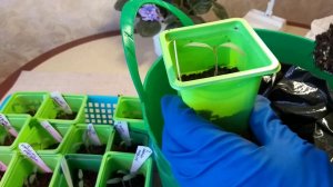 Рассада  томатов без пикировки - когда подсыпать грунт.Как нарастить корни.