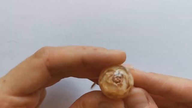 Кулон из эпоксидной смолы и настоящей розы! Просто, для новичков! смотреть онлайн