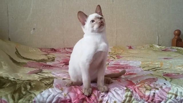 Tonkinese kitten Golden Boy смотреть онлайн