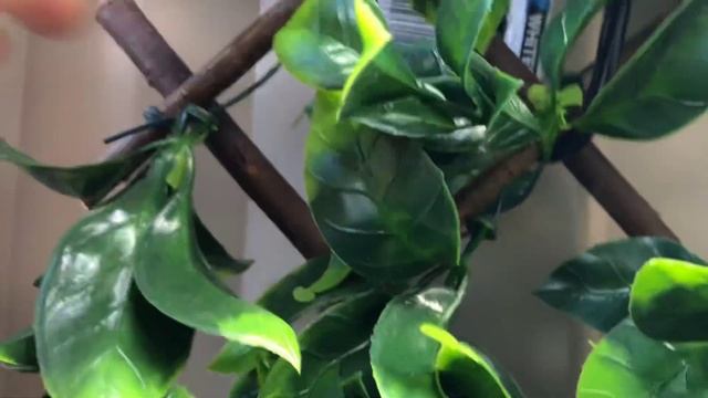 How to hang Unreal pittosporum trellis artificial hedging onto colorbond fence with s hooks смотреть онлайн