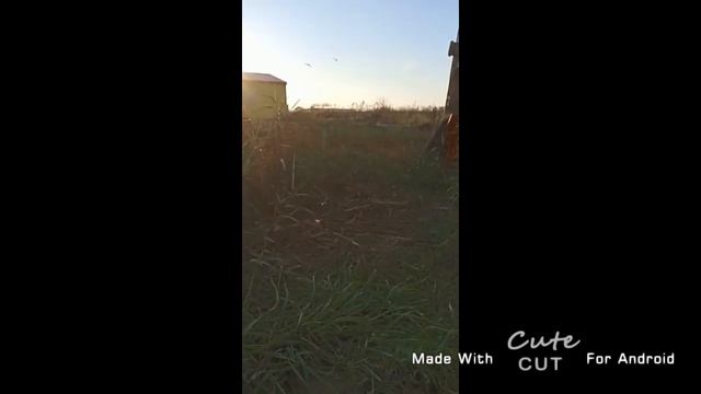 осенний танец весёлых цигатух смотреть онлайн