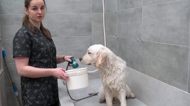 КАК МЫТЬ ЗОЛОТИСТОГО РЕТРИВЕРА. РЕГУЛЯРНЫЙ ГРУМИНГ / Grooming for Golden retriever смотреть онлайн