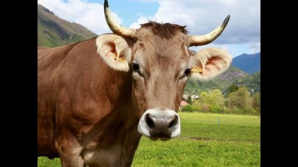 Мычание коровы-Cow Mooing. Как мычит корова - Звуки животных