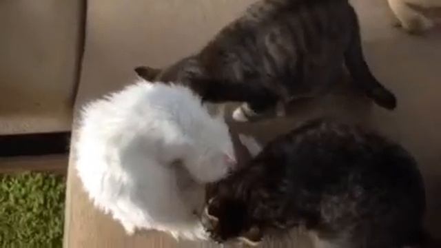 Гарем белого кота 2