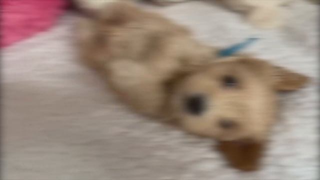 Maltipoo Puppy Growing Up! | Week 1 To Week 16 | Puppy Transformation