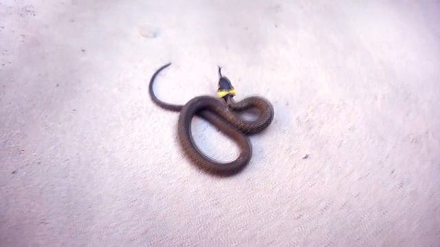 Опасный Ужик. Мой ручной питон. На прогулке уж. Большая змея. Snake. My hand- python. смотреть онлайн