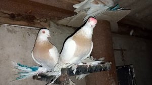 Азиатская порода голубей / Asian Pigeon breed