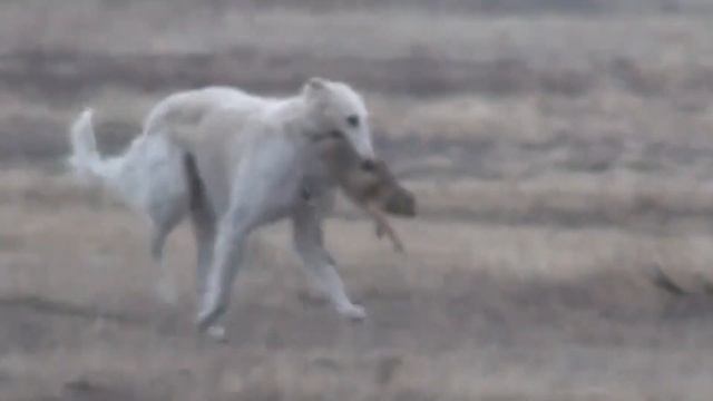 Аппортировка Русской псовой борзой. смотреть онлайн