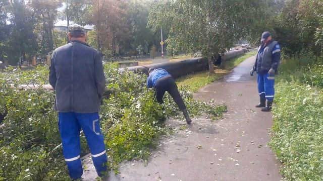 Рубка деревьев на Хрустальной смотреть онлайн