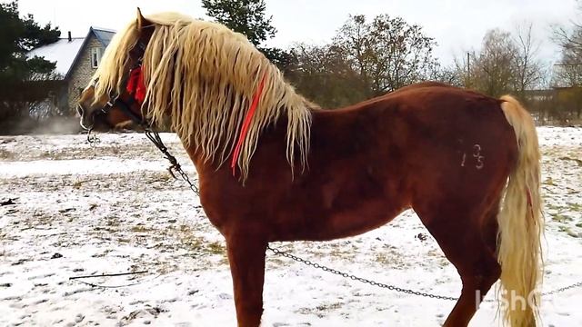 ЖЕРЕБЕЦ БАСТИОН СЛЫШИТ ЧТО СКОРО ВЕСНА И РАБОТЫ ЕМУ ХВАТИТ смотреть онлайн