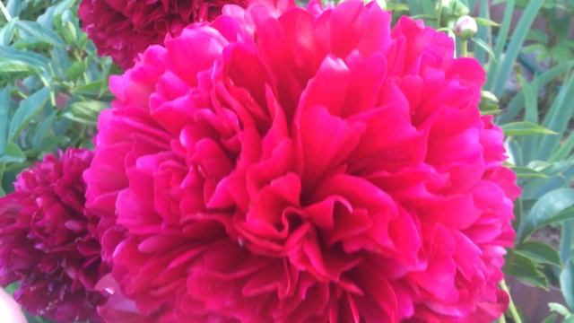 Пион Рэд Грейс (Red Grace)