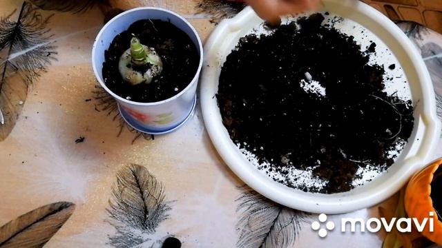 Индийский лук. Пересадка и свойства. смотреть онлайн