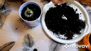 Индийский лук. Пересадка и свойства.